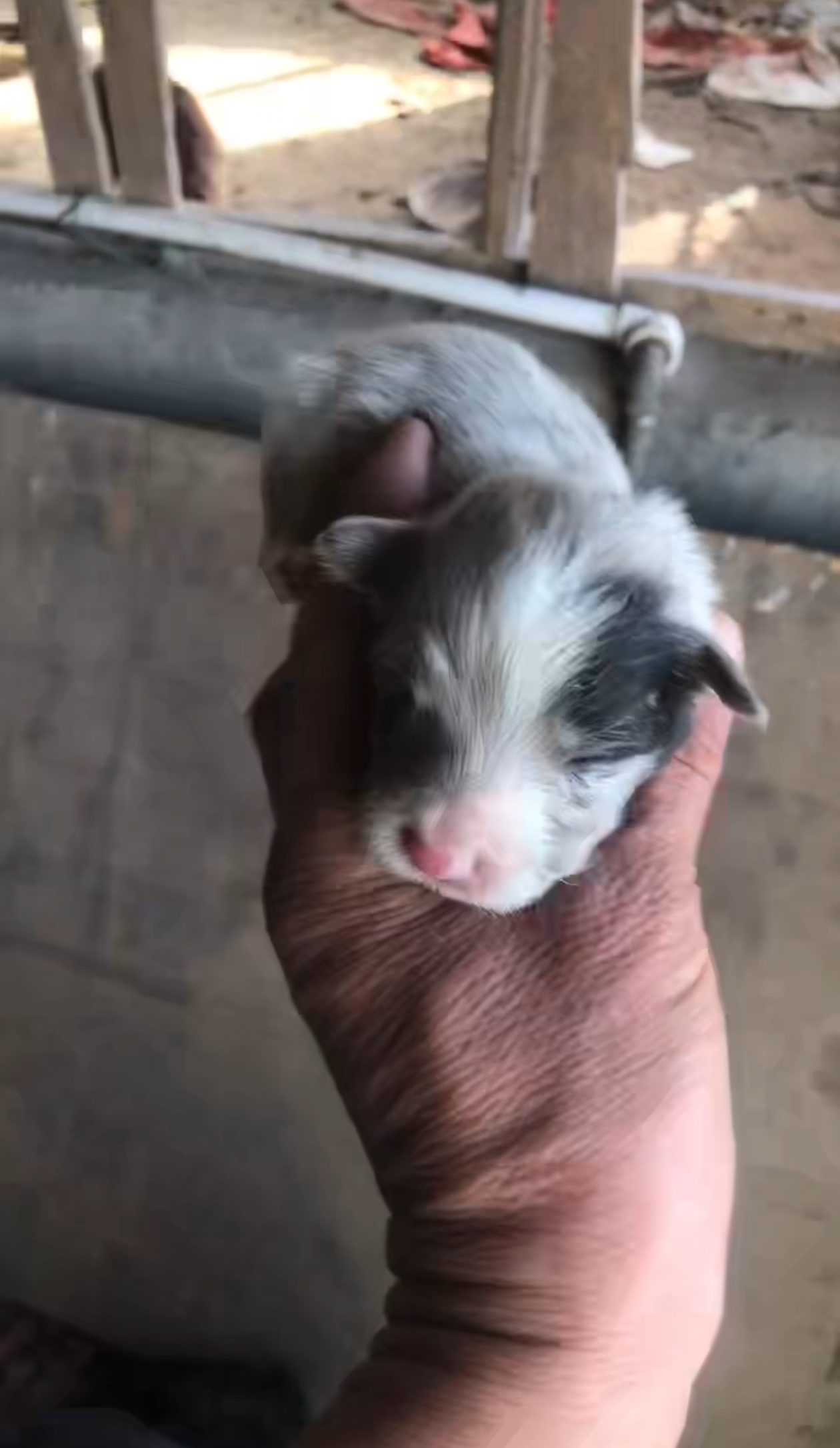 一共七只，毛色性别不同价格有些差距，具体私信